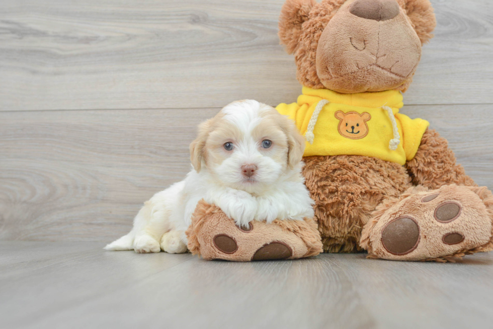 Friendly Teddy Bear Baby