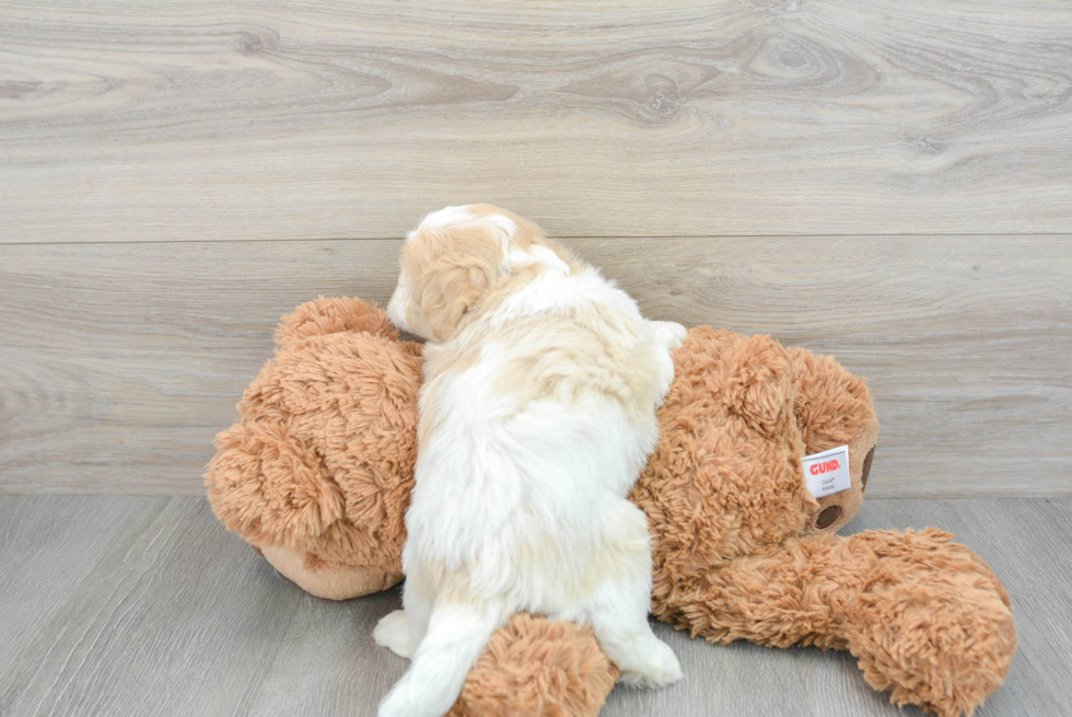 Teddy Bear Pup Being Cute