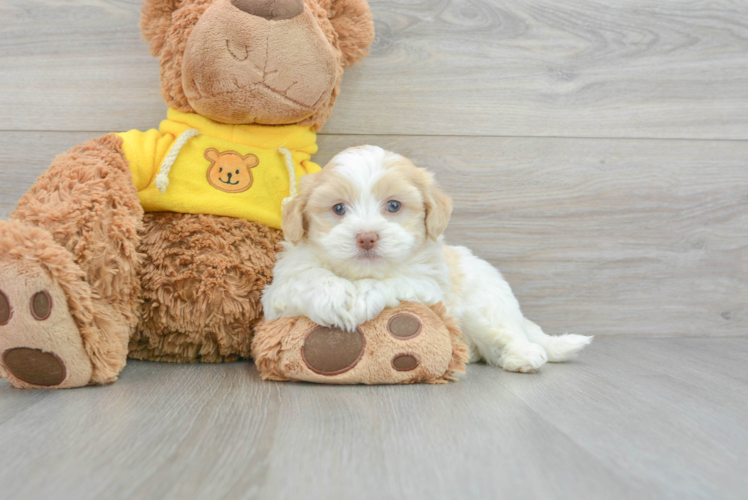 Happy Teddy Bear Baby