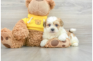 Hypoallergenic Shi Chon Designer Puppy