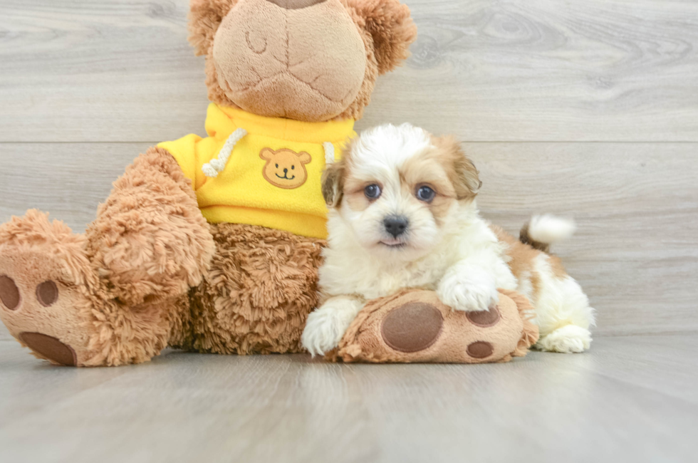 6 week old Teddy Bear Puppy For Sale - Premier Pups