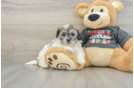 Teddy Bear Puppy for Adoption