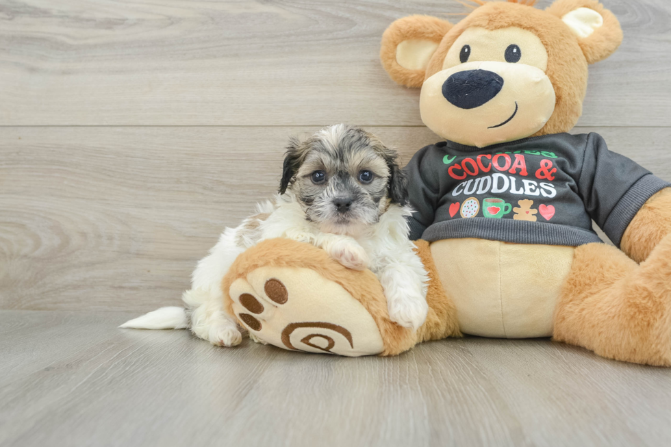 Teddy Bear Puppy for Adoption