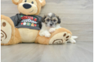 Funny Teddy Bear Designer Pup