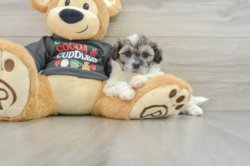 5 week old Teddy Bear Puppy For Sale - Premier Pups