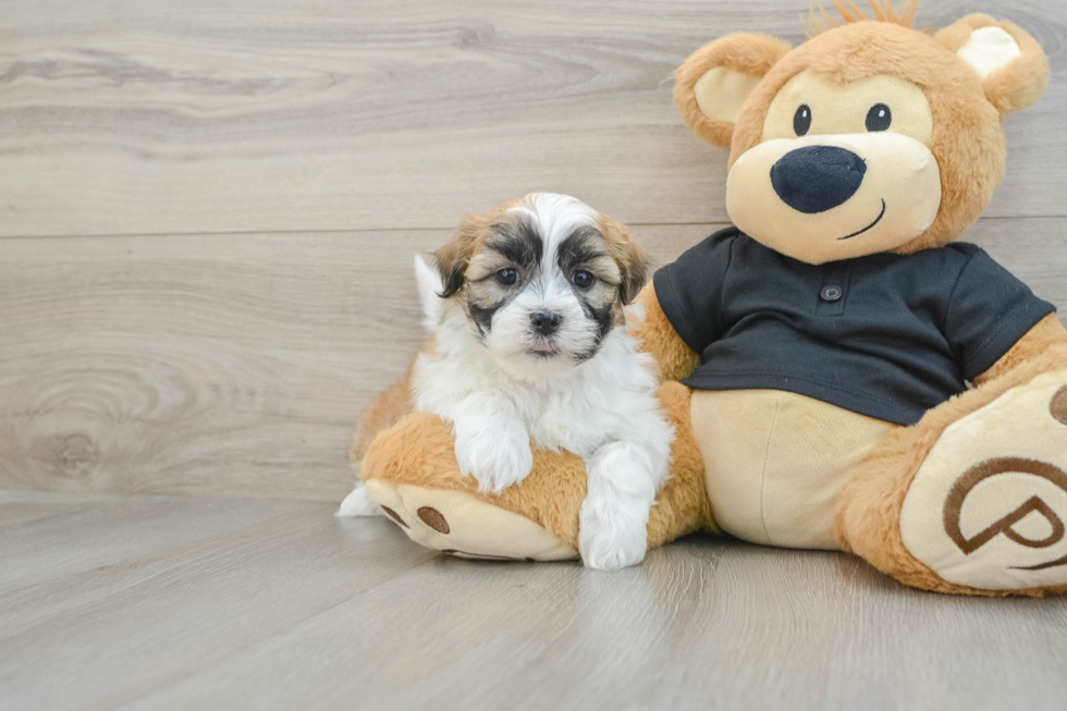 Teddy Bear Pup Being Cute