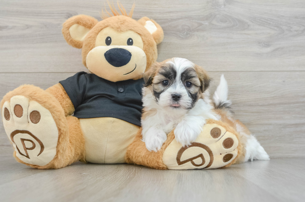 5 week old Teddy Bear Puppy For Sale - Premier Pups