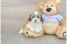 Fluffy Teddy Bear Designer Pup