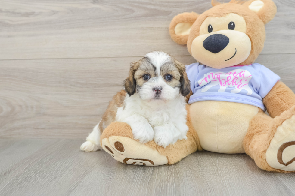 Fluffy Teddy Bear Designer Pup