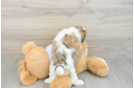 Best Teddy Bear Baby