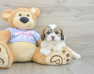 5 week old Teddy Bear Puppy For Sale - Premier Pups