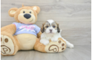 Popular Teddy Bear Designer Pup