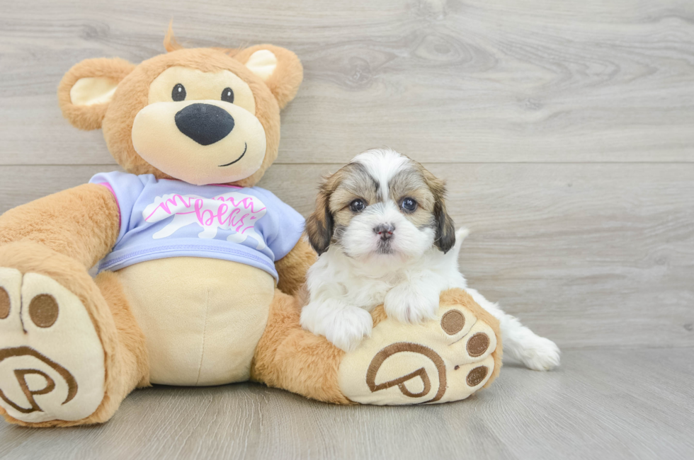 5 week old Teddy Bear Puppy For Sale - Premier Pups