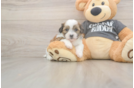Petite Teddy Bear Designer Pup