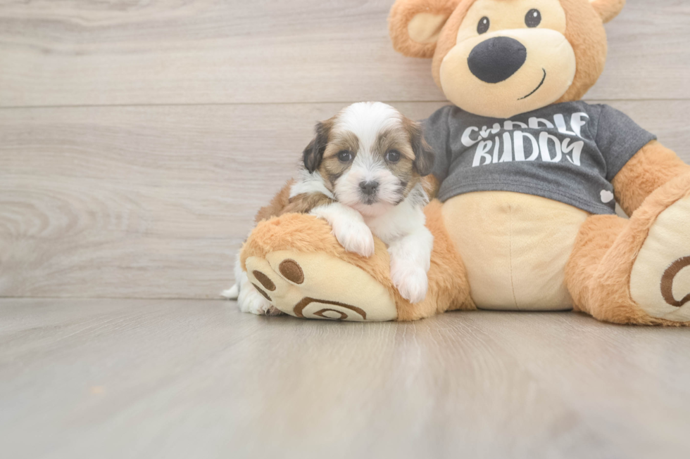 Petite Teddy Bear Designer Pup