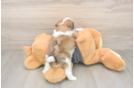 Happy Teddy Bear Baby