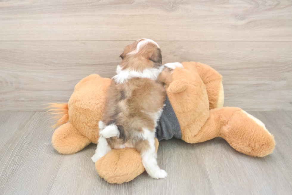 Happy Teddy Bear Baby