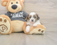 7 week old Teddy Bear Puppy For Sale - Premier Pups