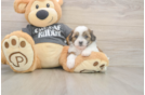 Teddy Bear Pup Being Cute