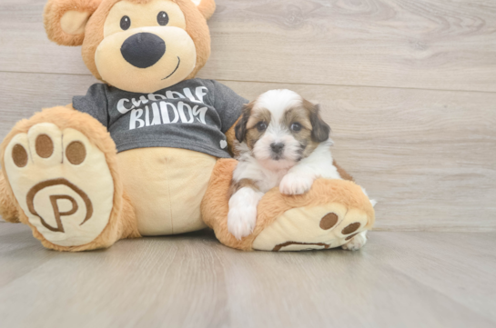 Teddy Bear Pup Being Cute