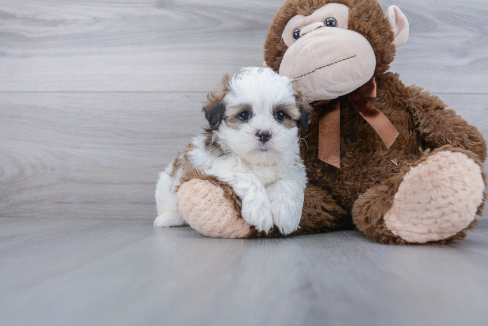 Playful Shichon Designer Puppy