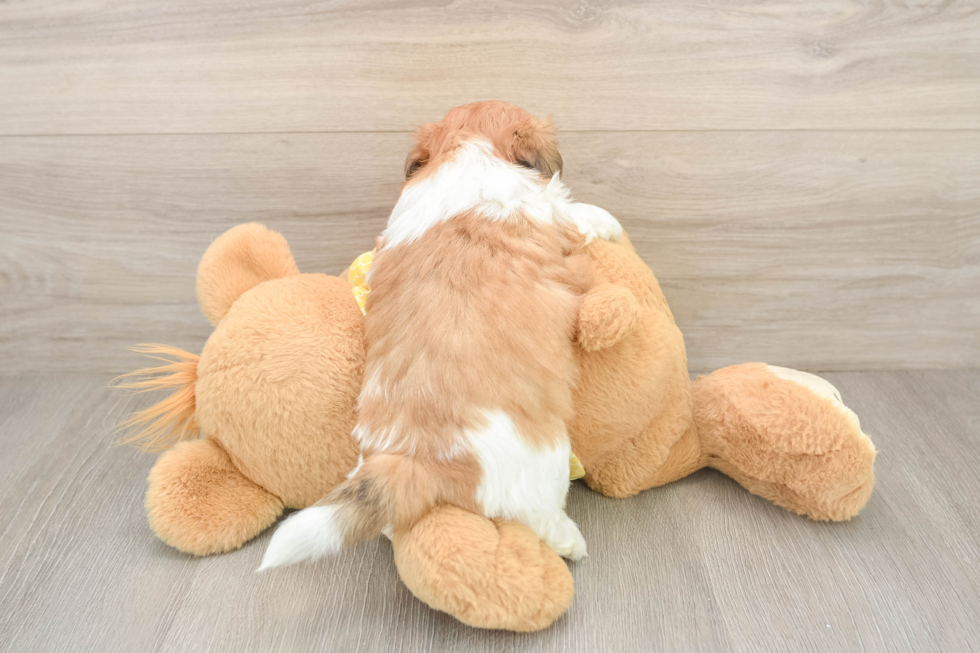 Teddy Bear Pup Being Cute