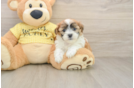 Happy Teddy Bear Baby