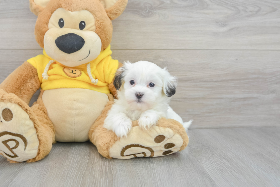 Teddy Bear Pup Being Cute