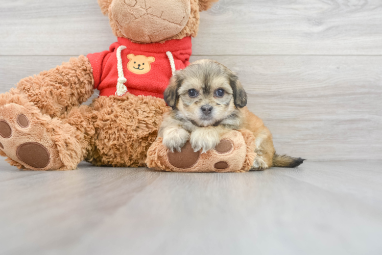 Teddy Bear Puppy for Adoption