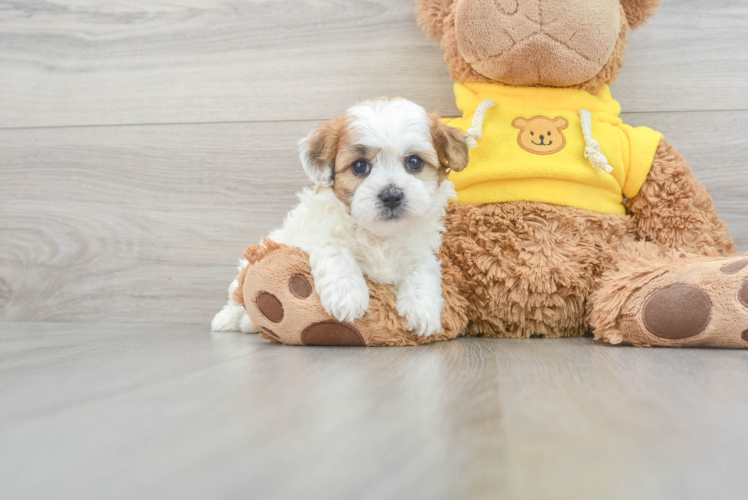 Teddy Bear Puppy for Adoption