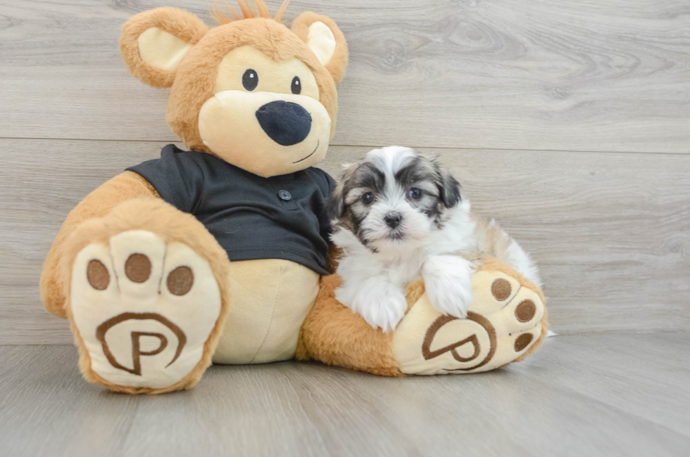 5 week old Teddy Bear Puppy For Sale - Premier Pups