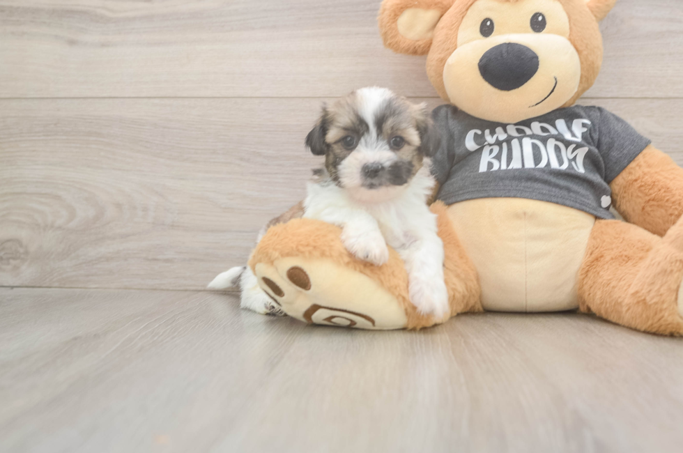 5 week old Teddy Bear Puppy For Sale - Premier Pups