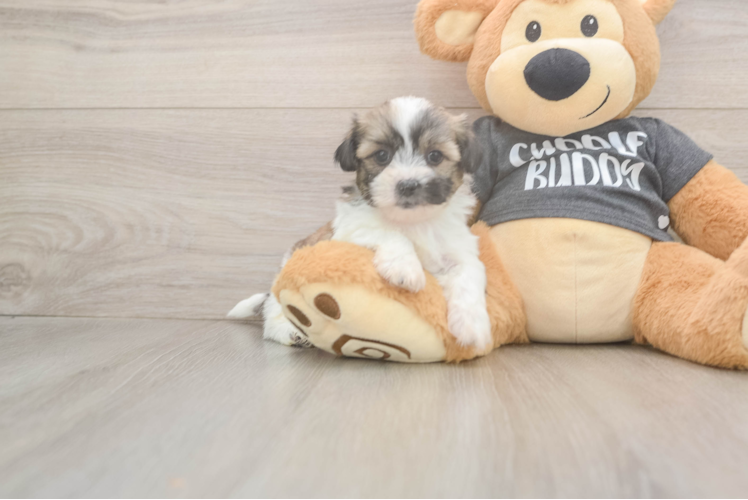 Meet Jean - our Teddy Bear Puppy Photo  1/3 - Premier Pups Best Teddy Bear Baby