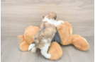 Best Teddy Bear Baby