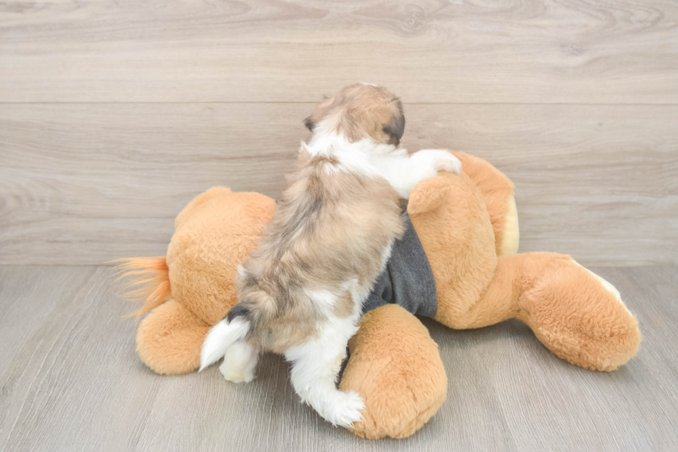 Best Teddy Bear Baby