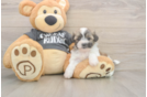 Funny Teddy Bear Designer Pup