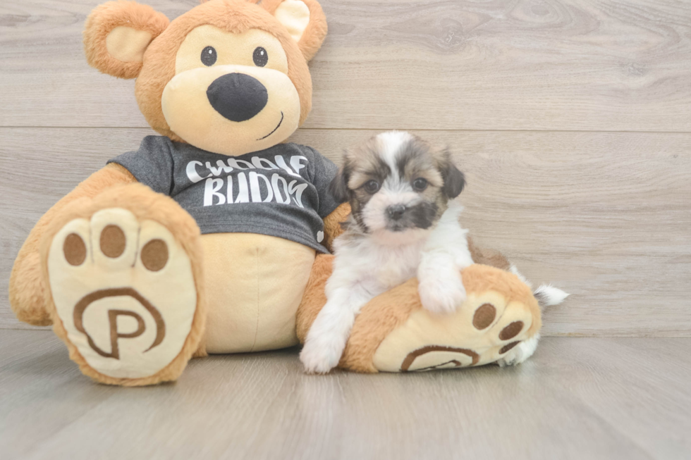 Funny Teddy Bear Designer Pup