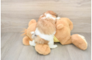 Teddy Bear Puppy for Adoption