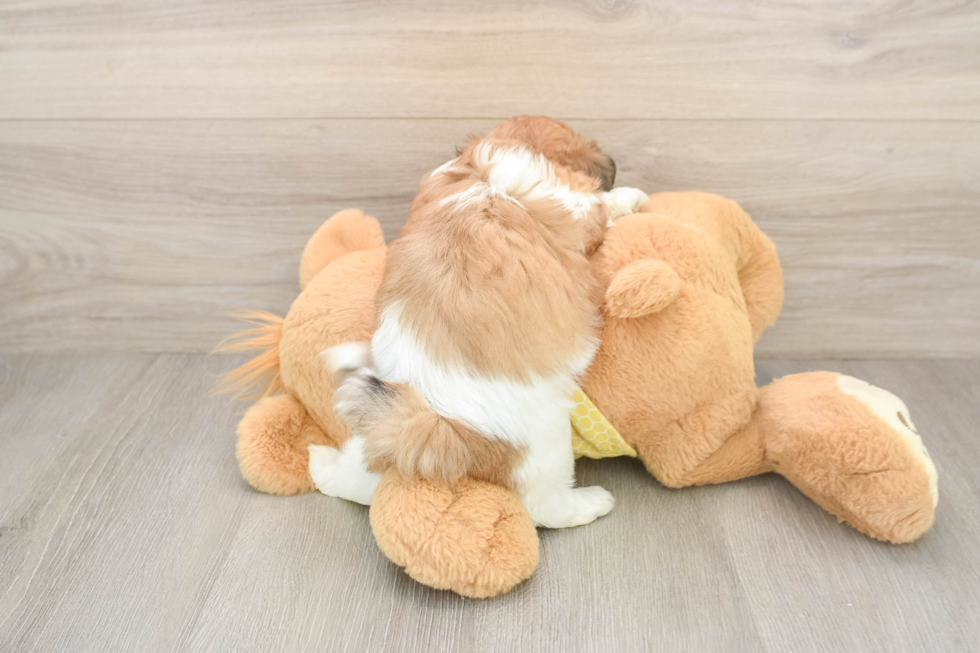 Teddy Bear Puppy for Adoption