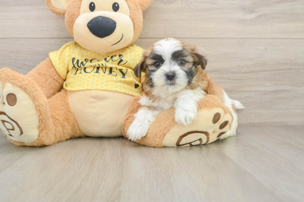 Funny Teddy Bear Designer Pup
