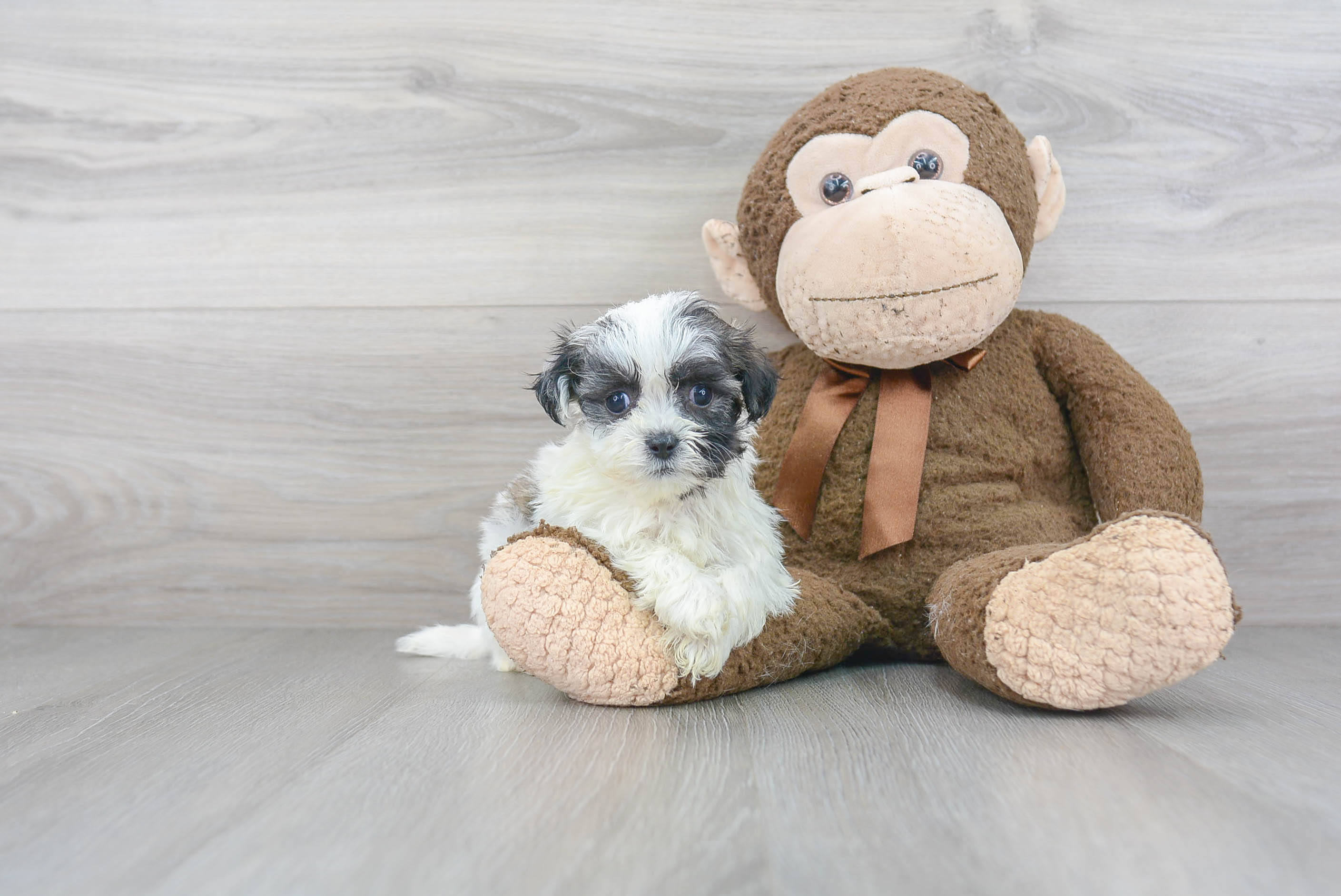Sweet Teddy Bear Baby
