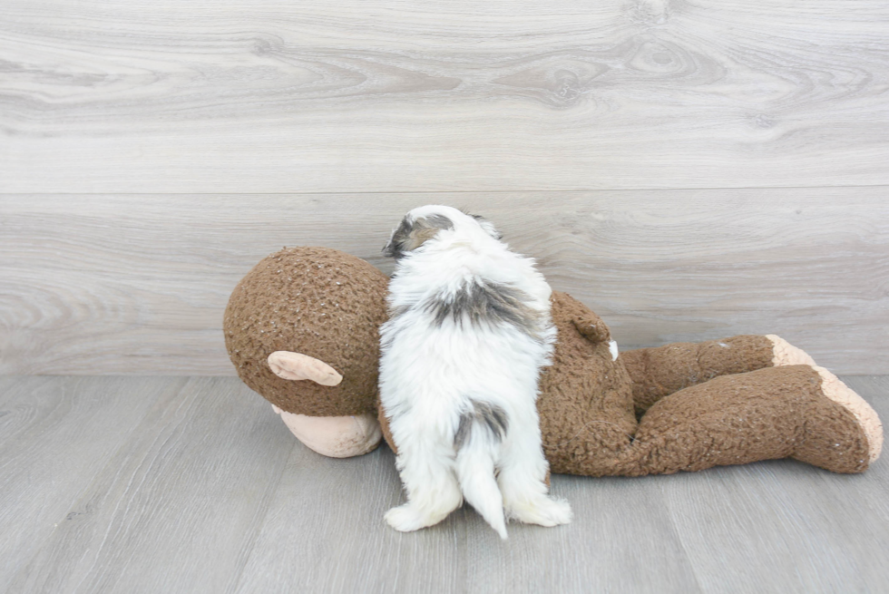 Funny Teddy Bear Designer Pup