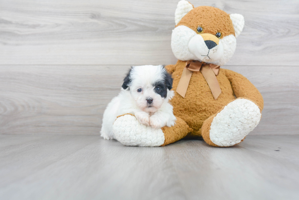 Popular Teddy Bear Designer Pup