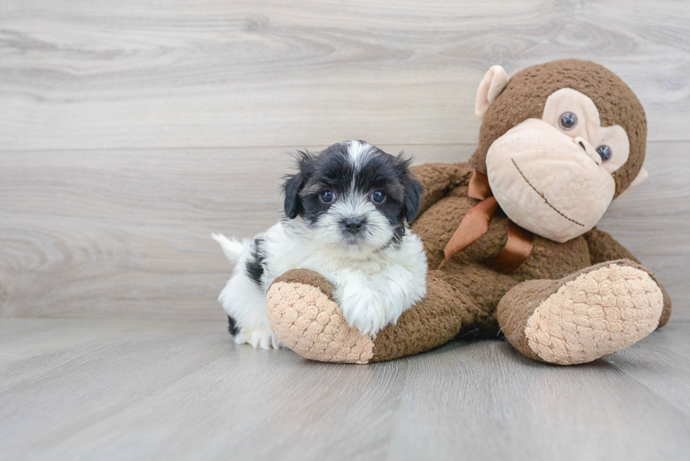 Teddy Bear Pup Being Cute