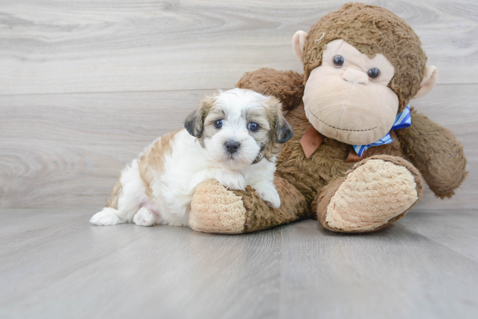 Teddy Bear Pup Being Cute