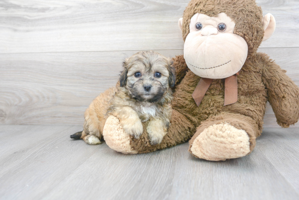 Friendly Teddy Bear Baby