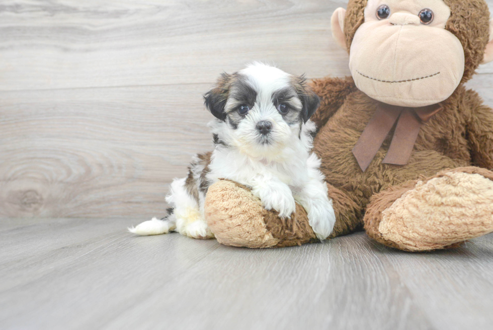 Best Teddy Bear Baby