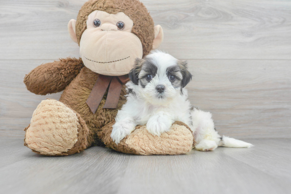 Friendly Teddy Bear Baby