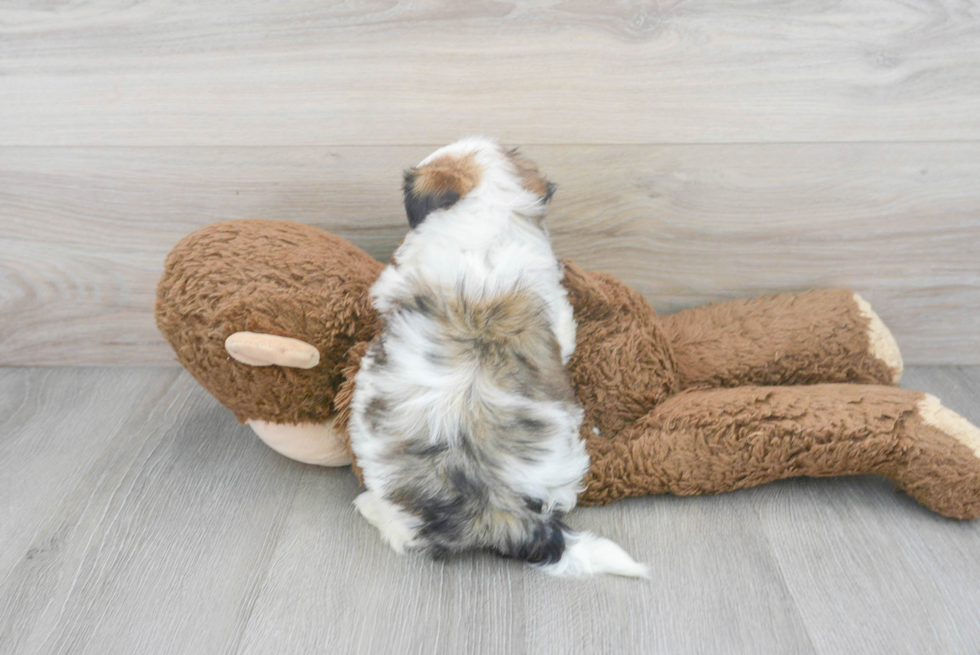 Petite Teddy Bear Designer Pup