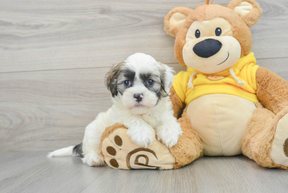 Best Teddy Bear Baby